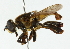  ( - CNC DIPTERA 102294)  @11 [ ] CreativeCommons - Attribution (2011) CNC/CBG Photography Group Centre for Biodiversity Genomics