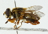  (Mesembrius simplicipes - CNC DIPTERA 102295)  @13 [ ] CreativeCommons - Attribution (2011) CNC/CBG Photography Group Centre for Biodiversity Genomics