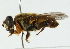  ( - CNC DIPTERA 102296)  @13 [ ] CreativeCommons - Attribution (2011) CNC/CBG Photography Group Centre for Biodiversity Genomics