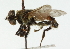  (Mesembrius tarsatus - CNC DIPTERA 102297)  @11 [ ] CreativeCommons - Attribution (2011) CNC/CBG Photography Group Centre for Biodiversity Genomics