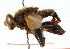  (Mesembrius tortuosus - CNC DIPTERA 102301)  @11 [ ] CreativeCommons - Attribution (2011) CNC/CBG Photography Group Centre for Biodiversity Genomics