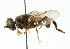  (Mesembrius sp. 4 - CNC DIPTERA 102303)  @13 [ ] CreativeCommons - Attribution (2011) CNC/CBG Photography Group Centre for Biodiversity Genomics