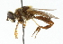  ( - CNC DIPTERA 102304)  @11 [ ] CreativeCommons - Attribution (2011) CNC/CBG Photography Group Centre for Biodiversity Genomics