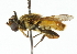  (Mesembrius - CNC DIPTERA 102306)  @14 [ ] CreativeCommons - Attribution (2011) CNC/CBG Photography Group Centre for Biodiversity Genomics