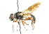  ( - CNC DIPTERA 102310)  @11 [ ] CreativeCommons - Attribution (2011) CNC/CBG Photography Group Centre for Biodiversity Genomics
