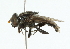  ( - CNC DIPTERA 102314)  @11 [ ] CreativeCommons - Attribution (2011) CNC/CBG Photography Group Centre for Biodiversity Genomics