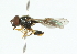  ( - CNC DIPTERA 102324)  @12 [ ] CreativeCommons - Attribution (2011) CNC/CBG Photography Group Centre for Biodiversity Genomics