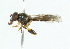  ( - CNC DIPTERA 102325)  @12 [ ] CreativeCommons - Attribution (2011) CNC/CBG Photography Group Centre for Biodiversity Genomics