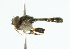 ( - CNC DIPTERA 102326)  @11 [ ] CreativeCommons - Attribution (2011) CNC/CBG Photography Group Centre for Biodiversity Genomics