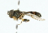  ( - CNC DIPTERA 102327)  @11 [ ] CreativeCommons - Attribution (2011) CNC/CBG Photography Group Centre for Biodiversity Genomics