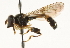  ( - CNC DIPTERA 102328)  @11 [ ] CreativeCommons - Attribution (2011) CNC/CBG Photography Group Centre for Biodiversity Genomics
