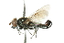  ( - CNC DIPTERA 102339)  @13 [ ] CreativeCommons - Attribution (2011) CNC/CBG Photography Group Centre for Biodiversity Genomics