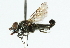  ( - CNC DIPTERA 102340)  @13 [ ] CreativeCommons - Attribution (2011) CNC/CBG Photography Group Centre for Biodiversity Genomics