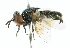  ( - CNC DIPTERA 102346)  @13 [ ] CreativeCommons - Attribution (2011) CNC/CBG Photography Group Centre for Biodiversity Genomics