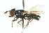  ( - CNC DIPTERA 102348)  @11 [ ] CreativeCommons - Attribution (2011) CNC/CBG Photography Group Centre for Biodiversity Genomics