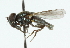  ( - CNC DIPTERA 102349)  @13 [ ] CreativeCommons - Attribution (2011) CNC/CBG Photography Group Centre for Biodiversity Genomics