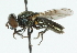  ( - CNC DIPTERA 102350)  @11 [ ] CreativeCommons - Attribution (2011) CNC/CBG Photography Group Centre for Biodiversity Genomics