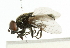  ( - CNC DIPTERA 102357)  @11 [ ] CreativeCommons - Attribution (2011) CNC/CBG Photography Group Centre for Biodiversity Genomics