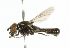  ( - CNC DIPTERA 102358)  @13 [ ] CreativeCommons - Attribution (2011) CNC/CBG Photography Group Centre for Biodiversity Genomics