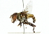  ( - CNC DIPTERA 102367)  @11 [ ] CreativeCommons - Attribution (2011) CNC/CBG Photography Group Centre for Biodiversity Genomics