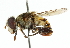  ( - CNC DIPTERA 102368)  @11 [ ] CreativeCommons - Attribution (2011) CNC/CBG Photography Group Centre for Biodiversity Genomics
