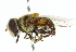  (Palpada agrorum - CNC DIPTERA 102369)  @14 [ ] CreativeCommons - Attribution (2011) CNC/CBG Photography Group Centre for Biodiversity Genomics