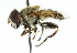  (Palpada alhambra - CNC DIPTERA 102370)  @14 [ ] CreativeCommons - Attribution (2011) CNC/CBG Photography Group Centre for Biodiversity Genomics