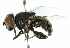  (Palpada antiopa - CNC DIPTERA 102372)  @13 [ ] CreativeCommons - Attribution (2011) CNC/CBG Photography Group Centre for Biodiversity Genomics