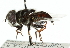 (Palpada cosmius - CNC DIPTERA 102374)  @13 [ ] CreativeCommons - Attribution (2011) CNC/CBG Photography Group Centre for Biodiversity Genomics