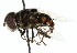  ( - CNC DIPTERA 102375)  @13 [ ] CreativeCommons - Attribution (2011) CNC/CBG Photography Group Centre for Biodiversity Genomics