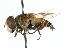  (Palpada distinguendus - CNC DIPTERA 102378)  @13 [ ] CreativeCommons - Attribution (2011) CNC/CBG Photography Group Centre for Biodiversity Genomics