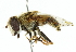  (Palpada elegans - CNC DIPTERA 102380)  @11 [ ] CreativeCommons - Attribution (2011) CNC/CBG Photography Group Centre for Biodiversity Genomics