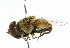  ( - CNC DIPTERA 102381)  @11 [ ] CreativeCommons - Attribution (2011) CNC/CBG Photography Group Centre for Biodiversity Genomics