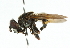  (Palpada melanaspis - CNC DIPTERA 102383)  @11 [ ] CreativeCommons - Attribution (2011) CNC/CBG Photography Group Centre for Biodiversity Genomics