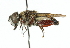  (Palpada precipuus - CNC DIPTERA 102385)  @12 [ ] CreativeCommons - Attribution (2011) CNC/CBG Photography Group Centre for Biodiversity Genomics