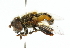  (Palpada lateralis - CNC DIPTERA 102391)  @11 [ ] CreativeCommons - Attribution (2011) CNC/CBG Photography Group Centre for Biodiversity Genomics