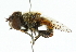  ( - CNC DIPTERA 102392)  @11 [ ] CreativeCommons - Attribution (2011) CNC/CBG Photography Group Centre for Biodiversity Genomics