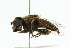  (Palpada meigenii - CNC DIPTERA 102393)  @11 [ ] CreativeCommons - Attribution (2011) CNC/CBG Photography Group Centre for Biodiversity Genomics