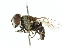  (Palpada minutalis - CNC DIPTERA 102397)  @13 [ ] CreativeCommons - Attribution (2011) CNC/CBG Photography Group Centre for Biodiversity Genomics