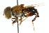  (Palpada ochracea - CNC DIPTERA 102398)  @13 [ ] CreativeCommons - Attribution (2011) CNC/CBG Photography Group Centre for Biodiversity Genomics