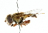  ( - CNC DIPTERA 102403)  @11 [ ] CreativeCommons - Attribution (2011) CNC/CBG Photography Group Centre for Biodiversity Genomics