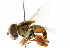 ( - CNC DIPTERA 102404)  @11 [ ] CreativeCommons - Attribution (2011) CNC/CBG Photography Group Centre for Biodiversity Genomics