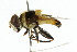 (Palpada urotaenia - CNC DIPTERA 102407)  @11 [ ] CreativeCommons - Attribution (2011) CNC/CBG Photography Group Centre for Biodiversity Genomics