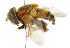  ( - CNC DIPTERA 102418)  @11 [ ] CreativeCommons - Attribution (2011) CNC/CBG Photography Group Centre for Biodiversity Genomics