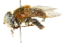  ( - CNC DIPTERA 102419)  @11 [ ] CreativeCommons - Attribution (2011) CNC/CBG Photography Group Centre for Biodiversity Genomics
