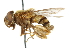  (Palpada obsoletus - CNC DIPTERA 102420)  @13 [ ] CreativeCommons - Attribution (2011) CNC/CBG Photography Group Centre for Biodiversity Genomics