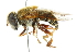  ( - CNC DIPTERA 102421)  @11 [ ] CreativeCommons - Attribution (2011) CNC/CBG Photography Group Centre for Biodiversity Genomics