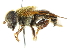  ( - CNC DIPTERA 102422)  @14 [ ] CreativeCommons - Attribution (2011) CNC/CBG Photography Group Centre for Biodiversity Genomics