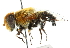  ( - CNC DIPTERA 102427)  @14 [ ] CreativeCommons - Attribution (2011) CNC/CBG Photography Group Centre for Biodiversity Genomics