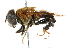  ( - CNC DIPTERA 102428)  @13 [ ] CreativeCommons - Attribution (2011) CNC/CBG Photography Group Centre for Biodiversity Genomics